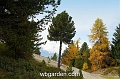 wbgarden alps 15